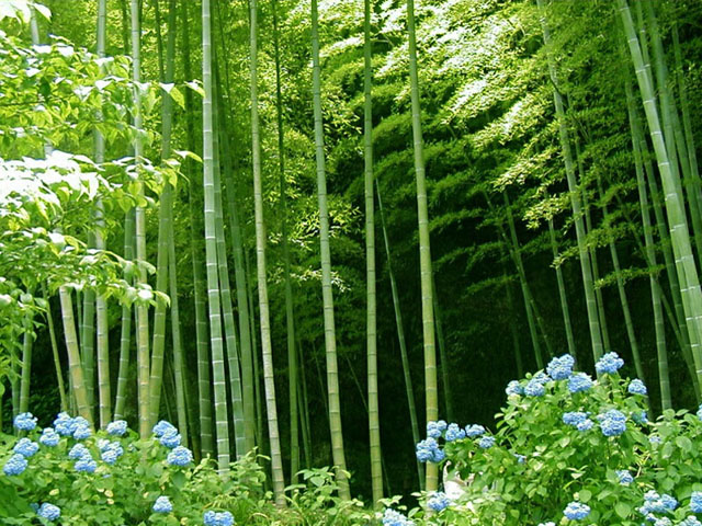 bamboo fabric